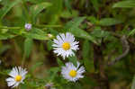 Purplestem aster